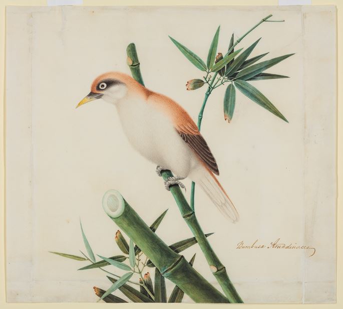 A Study of a Red-Tailed Shrike (Lanius phoenicuroides) | MasterArt